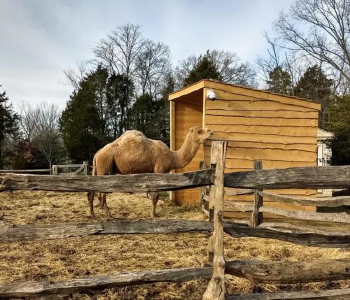 Aladdin the Christmas camel