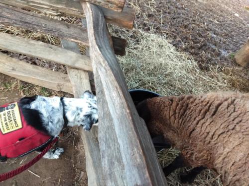 Wow, more sheep! Wonder what it smells back at me? 