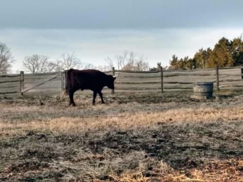 Meeting the Red Devon cattle.